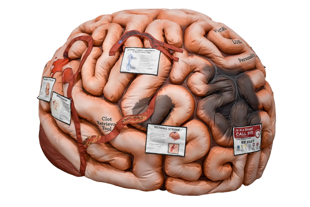 神经科学博览会提供大脑内部的外观 